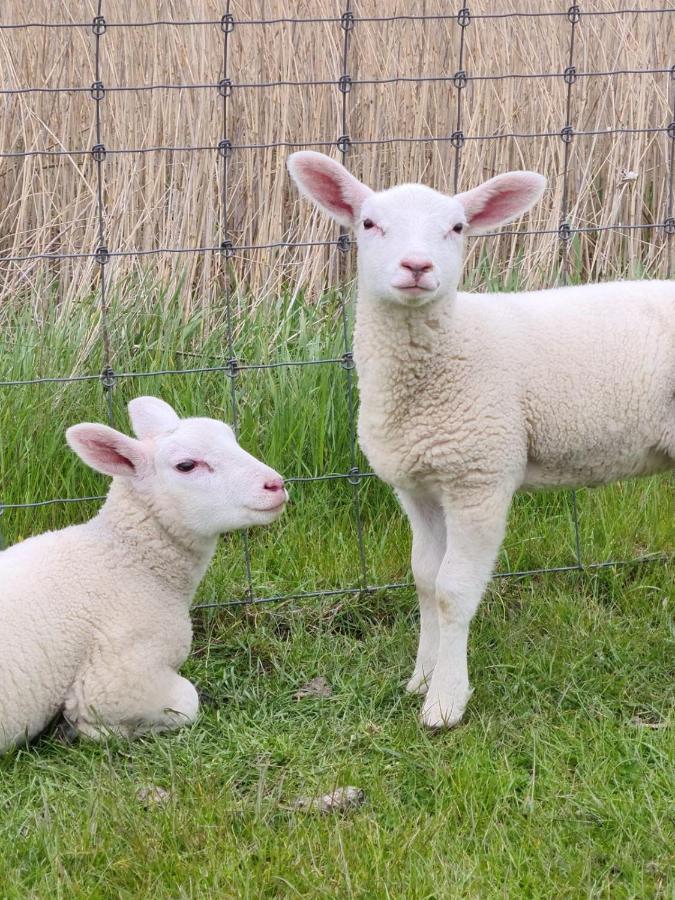 Erdgeschoss Wohnung Watt'N Meer Mit Garten In Dangast Varel Esterno foto